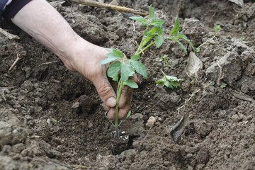 Woman sits tomato seedling. Healthy root system of the plant. Traditional agriculture. Organic and natural food.