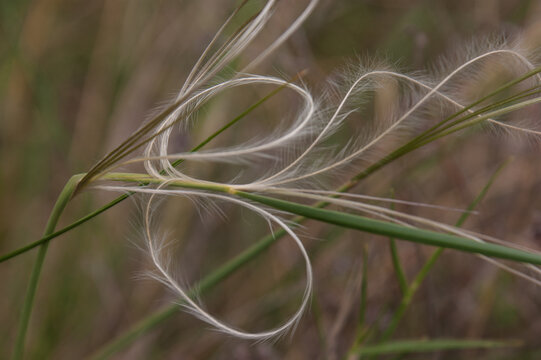 Closeup shot of the Stipa Pennata feather grass on the blurry background