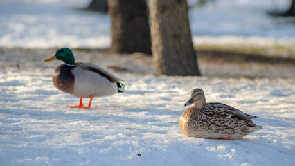 Brown duck and grey with blue drake walking in the snow in city park at sunny winter day. Wintering ducks on snow.