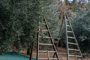 Two wooden ladders, tripod, side by side in an olive field during the harvest. Provence in France.