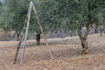 Profile view of a wooden ladder, tripod,  in an olive field during the harvest. Provence, France.