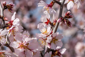 Spring banner of pink flowers on a tree branch