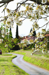 Rural scene in Slovenia. Blooming apples trees against road in village and green hills in spring. Cherry tree. Natural and season backgrounds