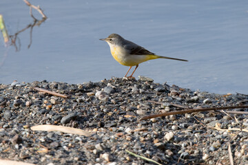 Grey wagtail in South Spain.