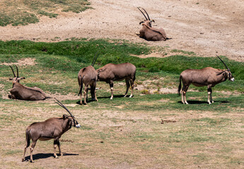 Group of gemsbok resting on the grass at San Diego Zoo on a sunny day