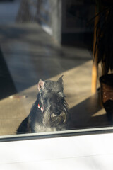 a standard schnauzer dog looks through a glass door