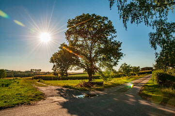 sunset in the park