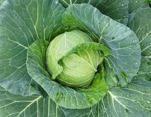 Top view of a fresh cabbage and its outer leaves