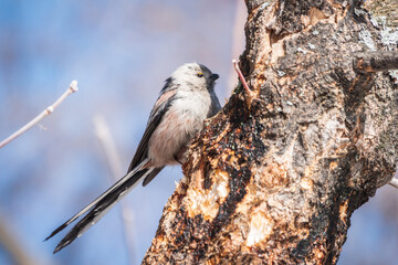 European long-tailed tit, latin name Aegithalos caudatus. A bird sitting on a branch in a deciduous forest.