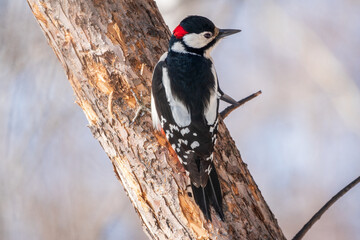 Little woodpecker sits on a tree trunk. The great spotted woodpecker, Dendrocopos major