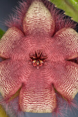 Detail of a flower of the succulent plant Stapelia gettliffei