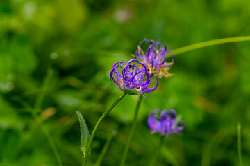 Phyteuma orbiculare flower in mountains, close up shoot	