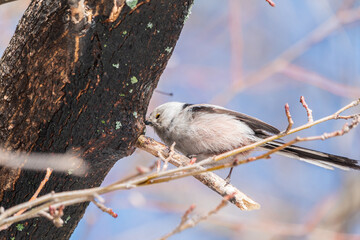 European long-tailed tit, latin name Aegithalos caudatus. A bird sitting on a branch in a deciduous forest.