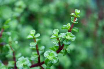 close up of portulacaria afra, elephant bush or dwarf jade plant, with rain drops 