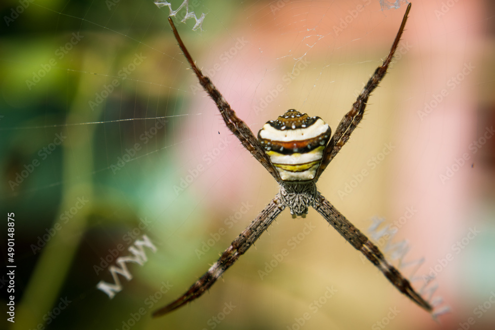 Wall mural a colorful spider in a spider web making some unique design in the web