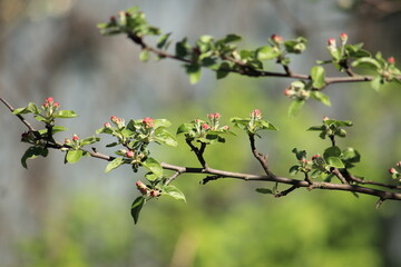 Spring flowering apple trees against the background of a blured garden. High quality photo