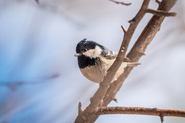 Naklejka premium Cute bird the willow tit, song bird sitting on a branch without leaves in the winter.