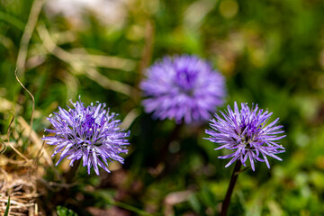 Globularia cordifolia flower in mountains, close up