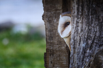 portrait of barn owl on a green background