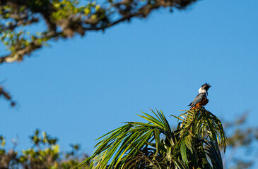 Martin pescador de collar or Martin Gigante Neotropical resting on tree branch. Animal themes