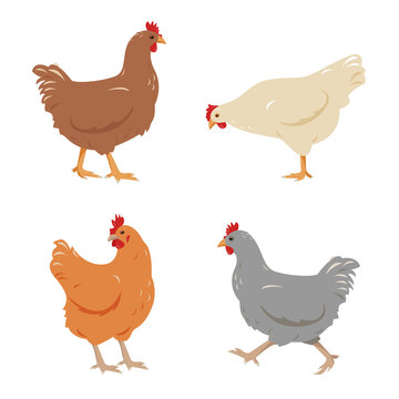 Set of Chicken birds in different poses isolated on white background. Brown, gray, red and white pens poultry icons. Vector flat or cartoon illustration.
