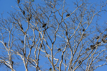 Group of vultures or Zopilote Negro perched on the tree with blue sky at the background.