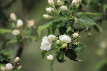 Green background of Close up Apple blossoms in spring in the garden. High quality photo
