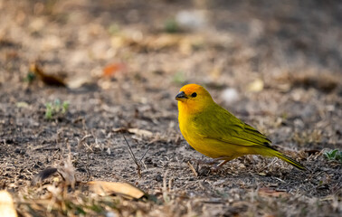 Real Canary on the grass, also known as the Garden Canary. Venezuela