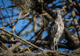 Heron or Martinete Coronado Bird perched on tree branch at sunset. Animal themes