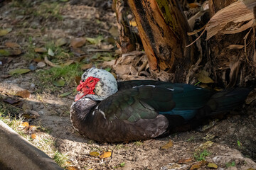 Muscovy Ducks or Pato criollo sitting in the grass. Animal themes