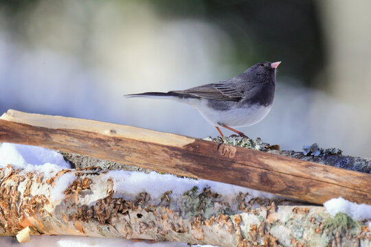 Closeup shot of a dark-eyed junco standing on a tree trunk with a blurry background