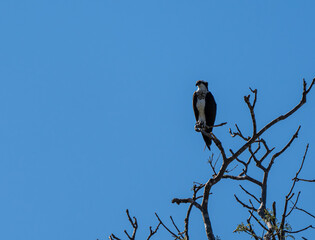 Aguila Pescadora or Guincho-Pandion haliaetus perched on tree branch. Animal themes