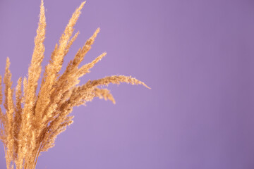 Dry branches of Pampas grass on violet background. trendy color. Copy space