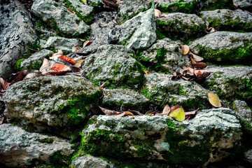 Old stone texture. Stone wall with moss, exterior of Mayan ruins in archaeological zone in Mexico. Abstract pattern of old building wall close up, gray rough surface. Mexican jungle.