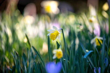 Osterglocken (Narzissen) in einer Blumenwiese vor freigestelltem verschwommenen Hintergrund