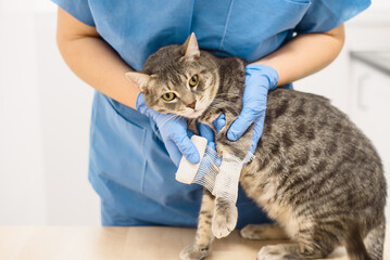 Veterinarian doctor bandaging the injured leg of a cat