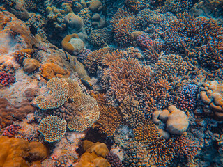 View of colorful exotic reefs underwater