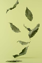 levitating laurel leaves on a green background