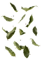 laurel leaves levitate on a white background