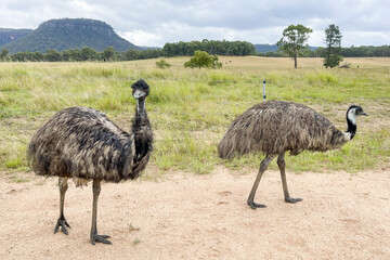 Photograph of Emus in the Central Tablelands in New South Wales in Australia