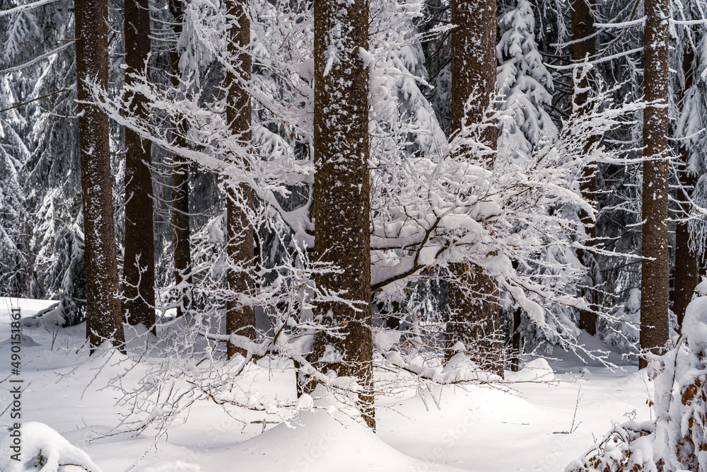 Sticker beautiful winter landscape of a bavarian forest covered in snow