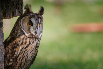 portrait of eagle owl on a green background