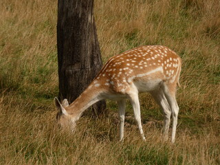 European fallow deer (Dama dama) grazing, Pomorskie Province, Poland