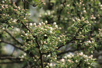 Spring flowering apple trees against the background of a blured garden. High quality photo