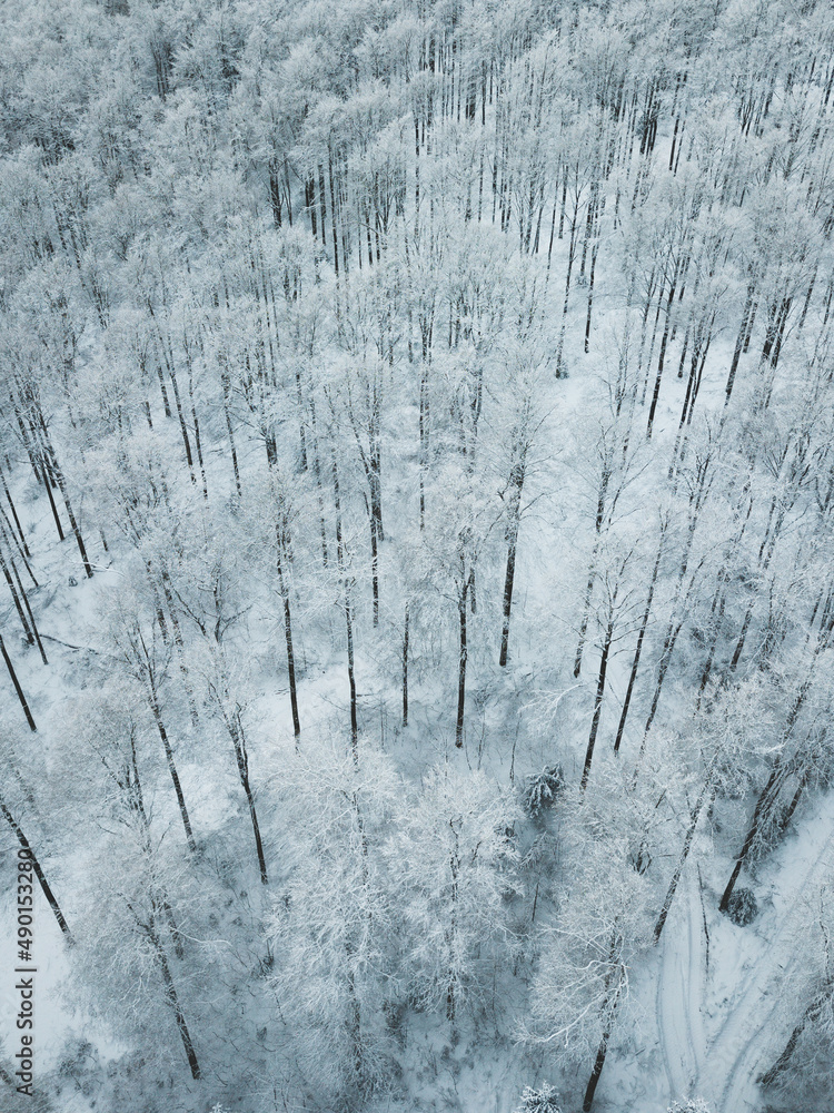 Sticker Snowy forest at it's best.