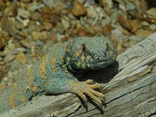 Lizard