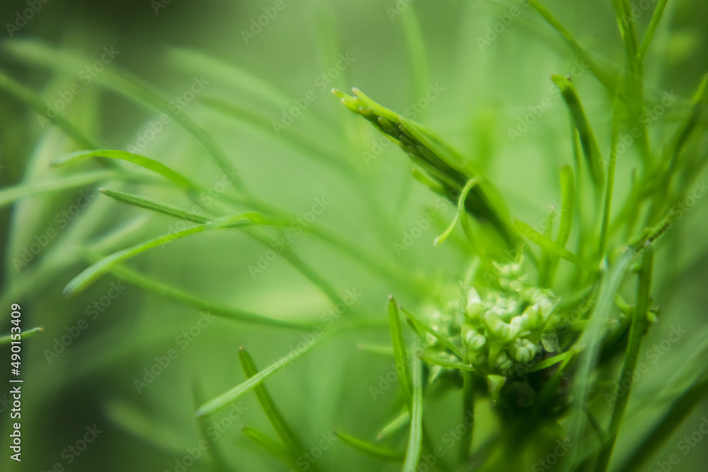 Sticker close-up of a coriander pistil in a farm