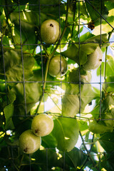 Vertical shot of passion fruit vine bearing fruits on wire mesh trellis