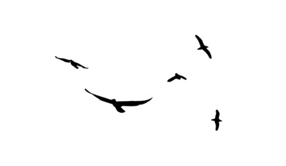 A flock of flying birds. Free birds. Vector illustration