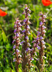Giant orchis, long-stemmed orchis, Barlia robertiana
